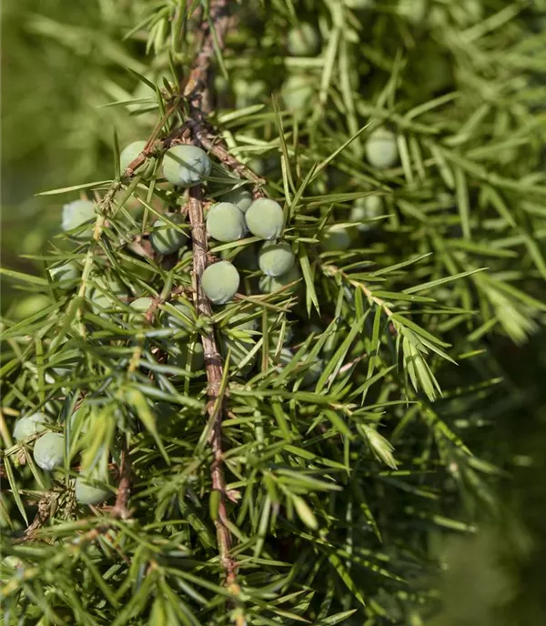 Juniperus communis 'Oblonga Pendula'