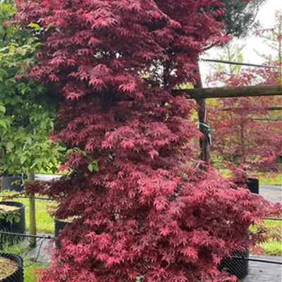 Solitär 225-250 1870 - Fächerahorn 'Skeeter's Broom' - Acer palmatum 'Skeeter´s Broom' - Collection