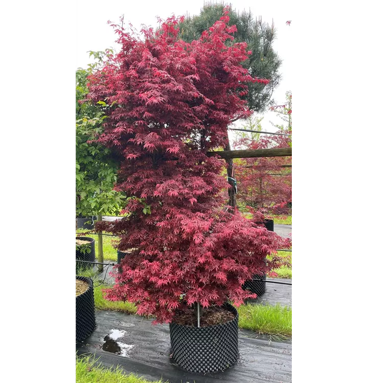 Fächerahorn 'Skeeter's Broom' - Acer palmatum 'Skeeter´s Broom' - Collection