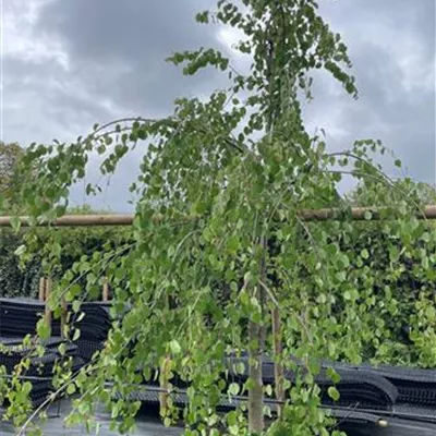 Solitär 300-350 1770 - Hängender Katsurabaum - Cercidiphyllum japonicum 'Pendulum' - Collection