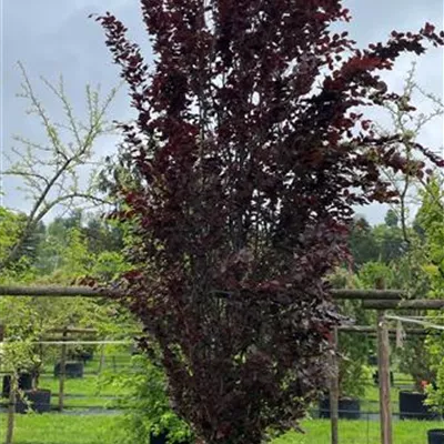 Solitär 400-450 2545 - Säulen-Blutbuche 'Dawyck Purple' - Fagus sylvatica 'Dawyck Purple' - Collection