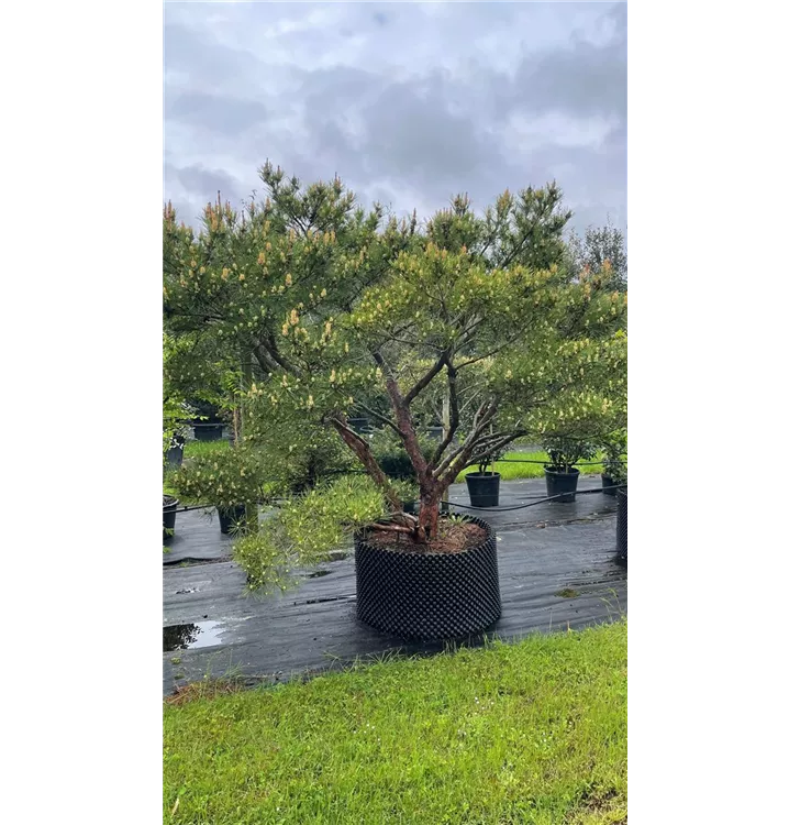 Japan.Strauchkiefer 'Umbraculifera' - Pinus densiflora 'Umbraculifera' - Collection