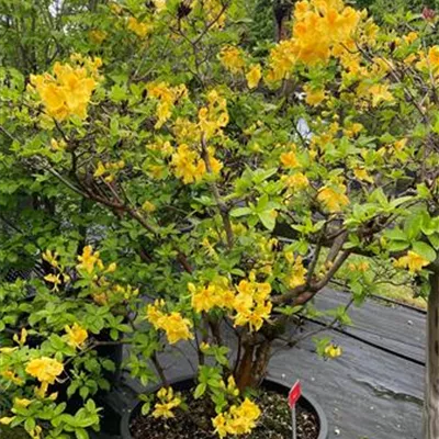 Solitär 180-200 1800 - Sommergrüne Azalee 'Chetco' - Rhododendron luteum 'Chetco' - Collection