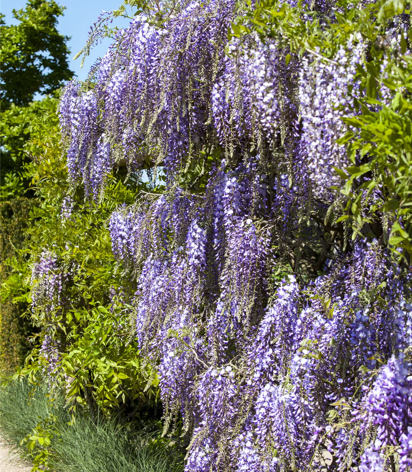 Wisteria floribunda Issai - Collection