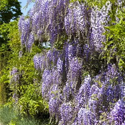 Hochstamm 25-30 verkauft - Japanischer Blauregen - Wisteria floribunda Issai - Collection