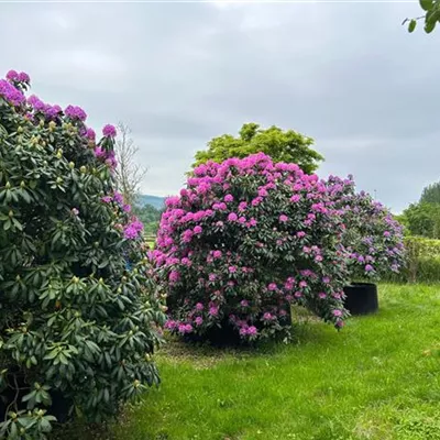 Soliär 300-350 Nr.23-205 3800 - Rhododendron-Hybride 'Roseum Elegans' - Rhododendron Hybr.'Roseum Elegans' - Collection