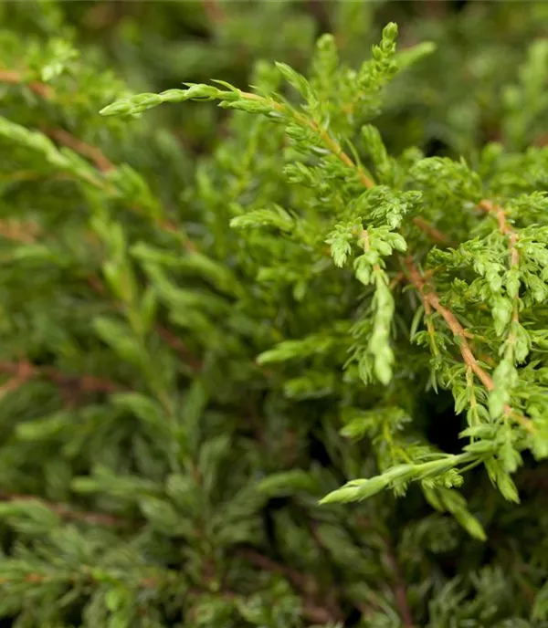 Juniperus communis 'Repanda'