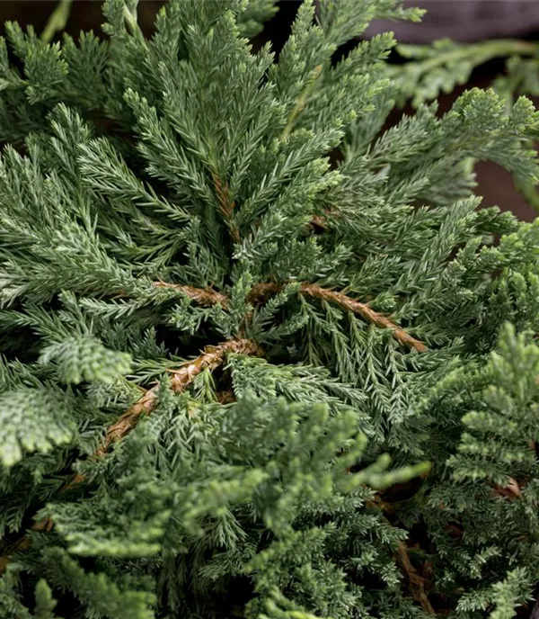 Juniperus horizontalis 'Blue Chip'