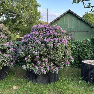 Sol 160-180 x 160- 180 - Rhododendron-Hybride 'Catawb.Grandiflorum' - Rhododendron Hybr.'Catawb. Grandiflorum' - Collection