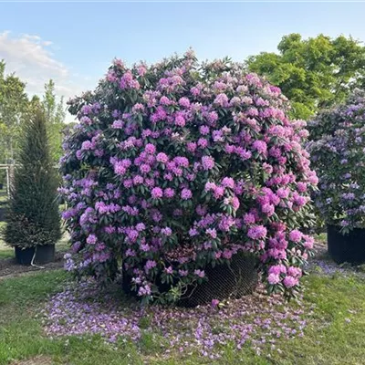 Soliär 300-350 Nr.23-205 3800 - Rhododendron-Hybride 'Roseum Elegans' - Rhododendron Hybr.'Roseum Elegans' - Collection