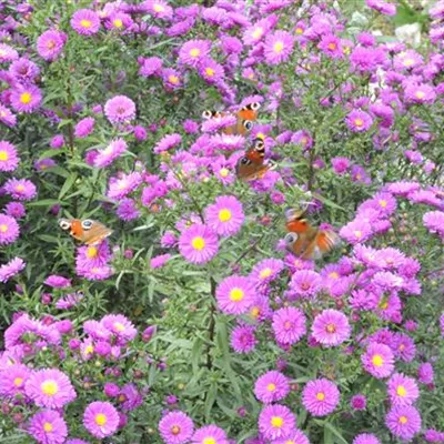 Topfgrösse 1 Liter - Garten-Raublatt-Aster 'Purple Dome' - Aster novae-angliae 'Purple Dome'