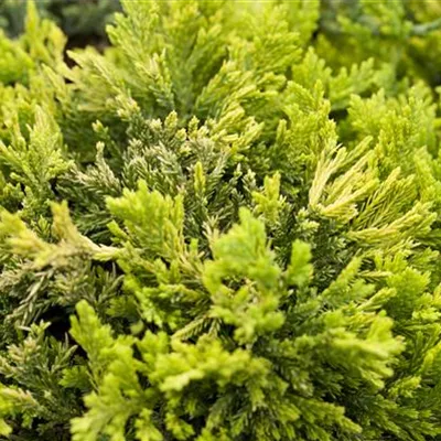 im Container 30 - 35 - Kriechwacholder - Juniperus horizontalis 'Golden Carpet'