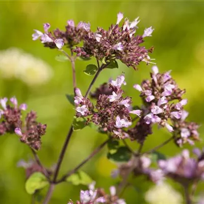 Topfgrösse 0.5 Liter - Garten-Blüten-Dost 'Herrenhausen' - Origanum laevigatum 'Herrenhausen'