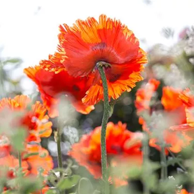 Topfgrösse 1 Liter - Orientalischer Garten-Mohn 'Sturmfackel' - Papaver orientale 'Sturmfackel'