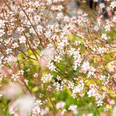 Topfgrösse 0.5 Liter - Bastard-Garten-Porzellanblümchen 'Clarence Elliott' - Saxifraga umbrosa 'Clarence Elliot'