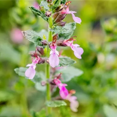 Topfgrösse 0.5 Liter - Zwergiger Garten-Gamander - Teucrium chamaedrys 'Nanum'