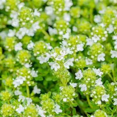 Topfgrösse 0.5 Liter - Frühblühender Thymian 'Albiflorus' - Thymus praecox 'Albiflorus'