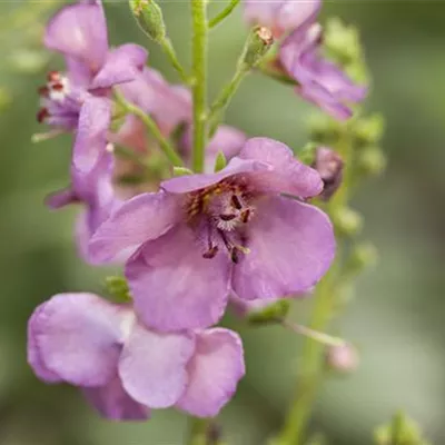 Topfgrösse 1 Liter - Purpurblütige Königskerze - Verbascum phoeniceum