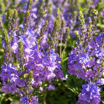 Topfgrösse 0.5 Liter - Grosser Ehrenpreis 'Shirley Blue' - Veronica spicata 'Shirley Blue'