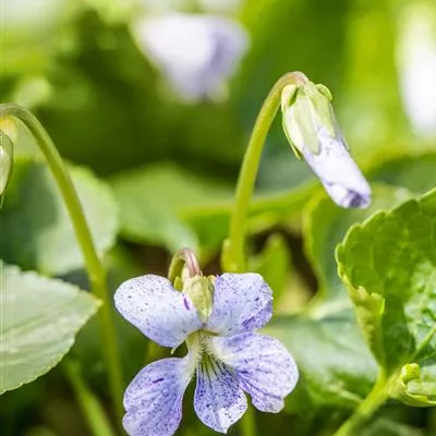 Topfgrösse 0.5 Liter - Garten-Pfingst-Veilchen 'Freckles' - Viola sororia 'Freckles'