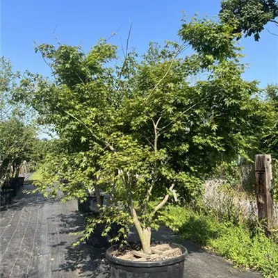 Solitär mehrstämmig 200-250 HP23-663 - Fächerahorn - Acer palmatum - Collection