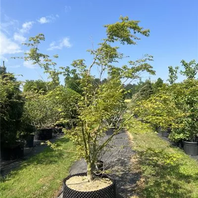 Solitär HP23-691 1238 - Fächerahorn - Acer palmatum - Collection