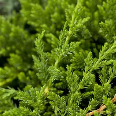 im Container 30 - 35 - Kriechwacholder - Juniperus horizontalis 'Prince of Wales'