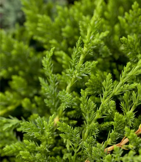 Juniperus horizontalis 'Prince of Wales'