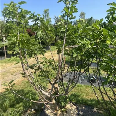 Solitär 175-200 HP23-674 395 - Echte Feige 'Del Portogallo' - Ficus carica 'Portogallo' - Collection