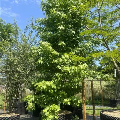 mehrstämmig HP22-4F 1580 - Amerikanischer Amberbaum - Liquidambar styraciflua - Collection