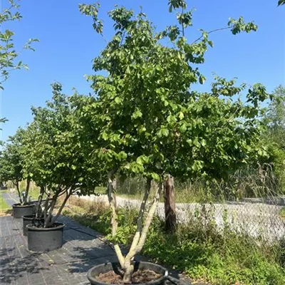 Solitär mehrstämmig 300-350 HP23-664 - Eisenbaum - Parrotia persica - Collection