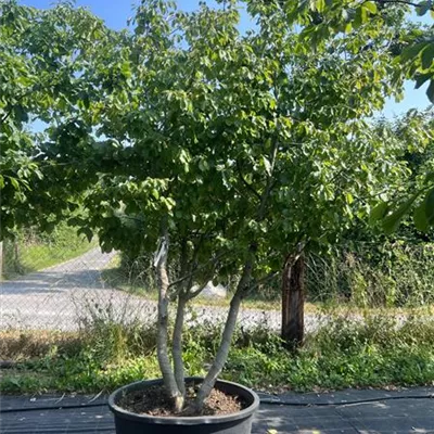 Schirmform HP23-696 3200 - Eisenbaum - Parrotia persica - Collection