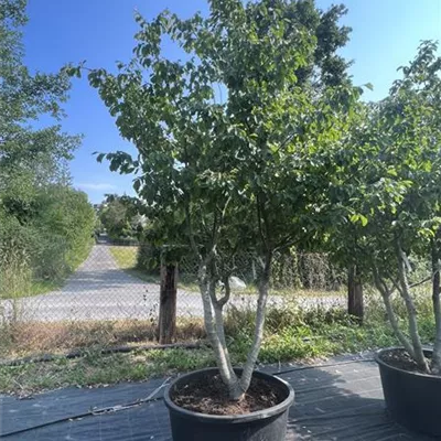 Schirmform HP23-695 3200 - Eisenbaum - Parrotia persica - Collection