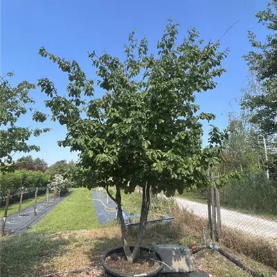 Schirmform HP23-693 2950 - Eisenbaum - Parrotia persica - Collection