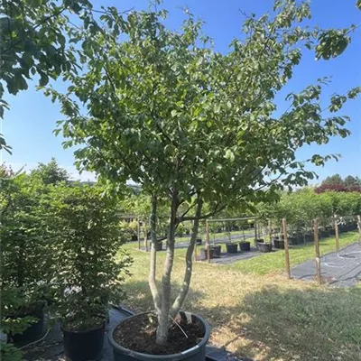 Schirmform HP23-694 2950 - Eisenbaum - Parrotia persica - Collection