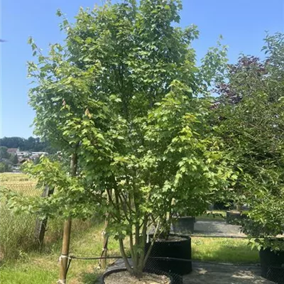 Solitär HP22-93B 1200 - Rotahorn 'Red Sunset' - Acer rubrum 'Red Sunset' - Collection