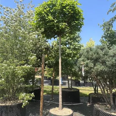 Solitär HP22-3F 904 - Kugel-Trompetenbaum 'Nana' - Catalpa bignonioides 'Nana' - Collection