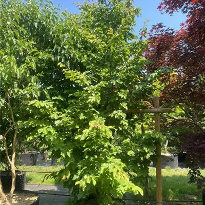 Solitär 400-450 HP23-682 2650 - Eisenbaum - Parrotia persica - Collection