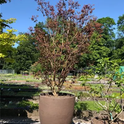 Solitär 69, Trog Atelier Vierkant AU100 Grau 2995 - Roter Perückenstrauch 'Royal Purple' - Cotinus coggygria 'Royal Purple' - Collection