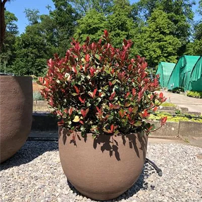 Kugelförmig 245, Trog Atelier Vierkant U70 Grau 770 - Glanzmispel 'Compacta' - Photinia fraseri 'Compacta' - Collection