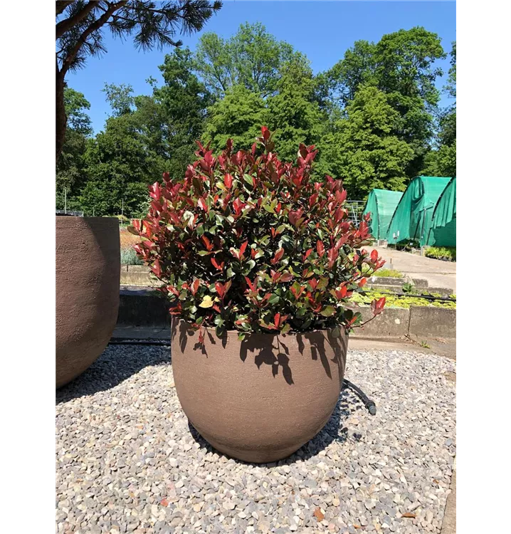 Glanzmispel 'Compacta' - Photinia fraseri 'Compacta' - Collection