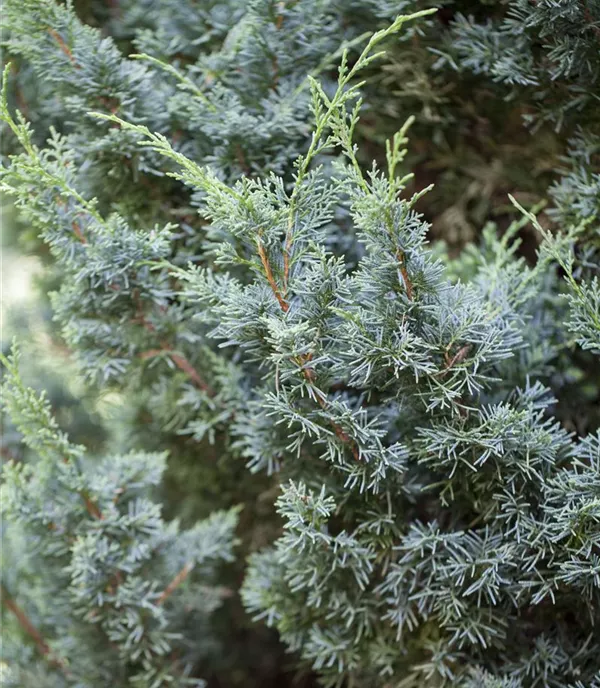 Juniperus chinensis 'Blaauw'