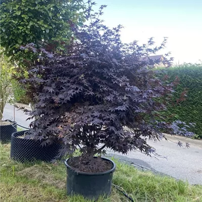 Solitär WA 314.401 - Roter Fächerahorn 'Bloodgood' - Acer palmatum 'Bloodgood' - Collection