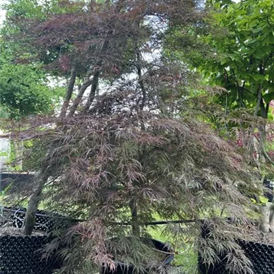 Cascade WA 314.280 1248 - Dunkelroter Schlitzahorn 'Dissectum Garnet' - Acer palmatum 'Dissectum Garnet' - Collection