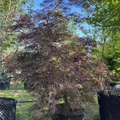 Solitär WA 234 1248 - Dunkelroter Schlitzahorn 'Dissectum Garnet' - Acer palmatum 'Dissectum Garnet' - Collection