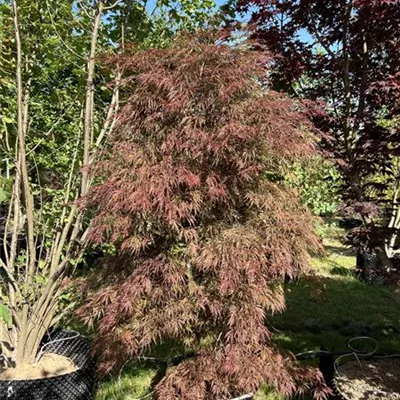 Cascade - Dunkelroter Schlitzahorn 'Dissectum Garnet' - Acer palmatum 'Dissectum Garnet' - Collection