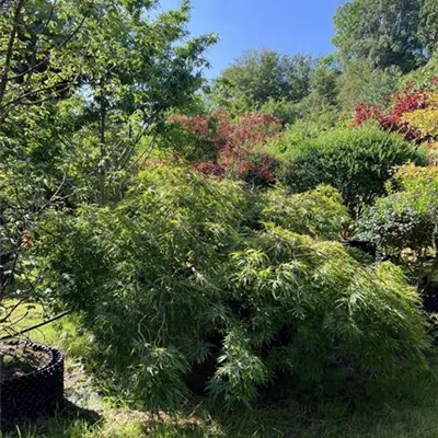 Solitär WA 312.182 5400 - Dunkelroter Schlitzahorn 'Dissectum Garnet' - Acer palmatum 'Dissectum Garnet' - Collection