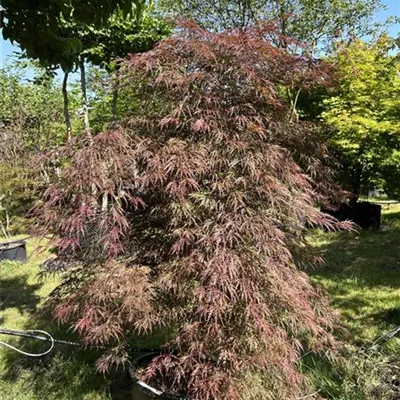 Cascade - Dunkelroter Schlitzahorn 'Dissectum Garnet' - Acer palmatum 'Dissectum Garnet' - Collection