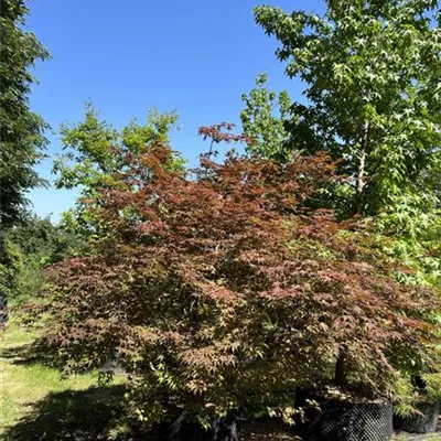 Solitär WA 23 3100 - Fächerahorn 'Inazuma' - Acer palmatum 'Inazuma' - Collection