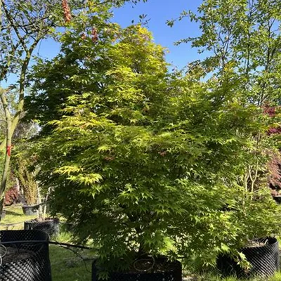 Solitär WA 312.192 3200 - Fächerahorn 'Osakazuki' - Acer palmatum 'Osakazuki' - Collection